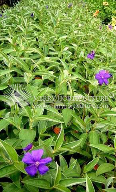 Tibouchina grandifolia